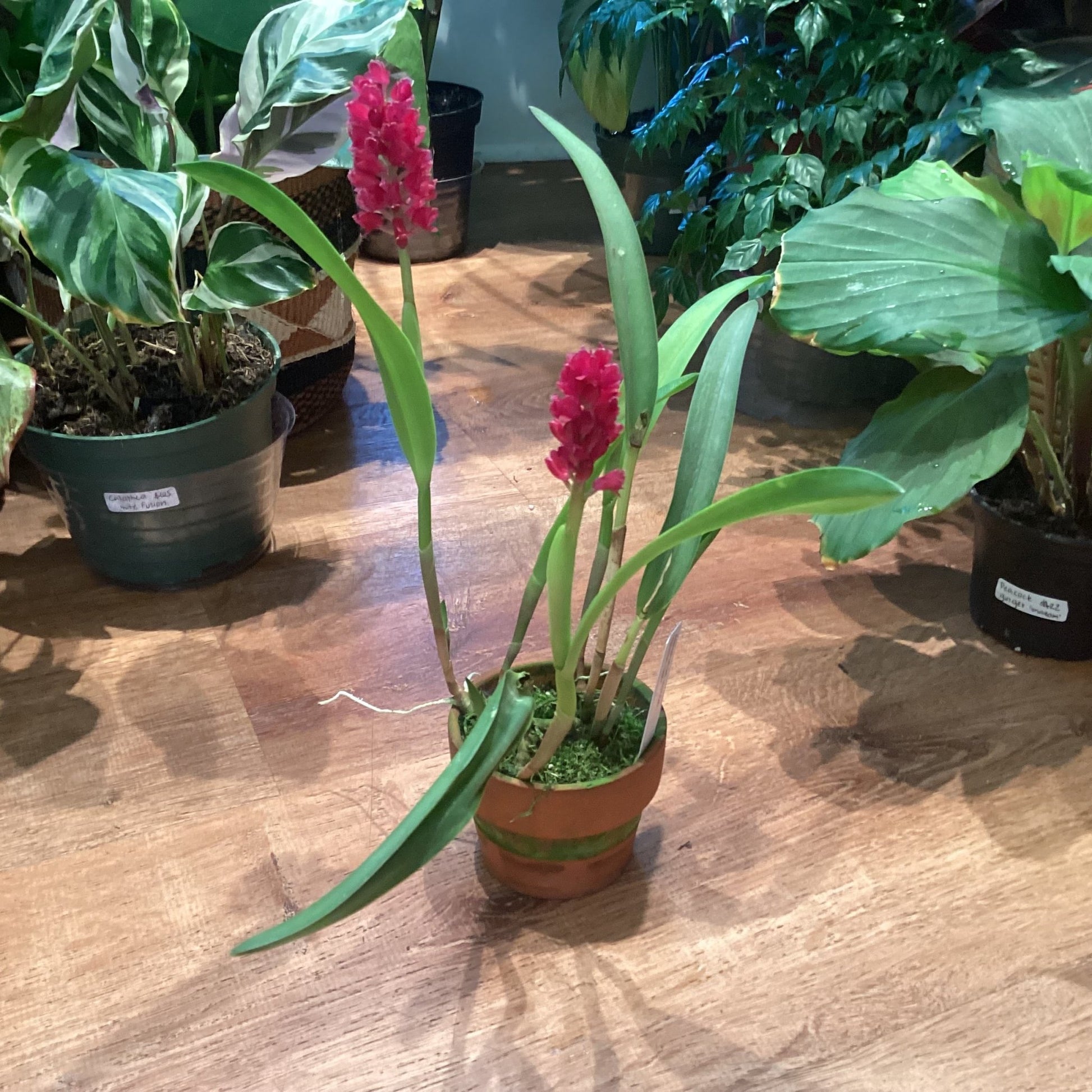 Arpophyllum alpinum ‘Golden Gate’ - The Plant Lady SF