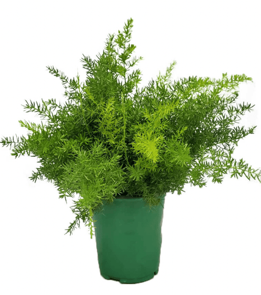 Asparagus aethiopicus (Asparagus Fern) - The Plant Lady SF