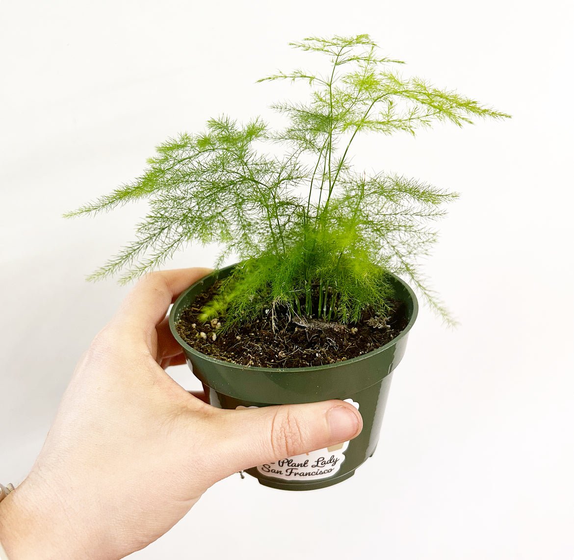 Asparagus plumosus (Asparagus Fern) - The Plant Lady SF