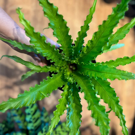 Asplenium antiquum 'Victoria' (Japanese Birds Nest Fern) - The Plant Lady SF