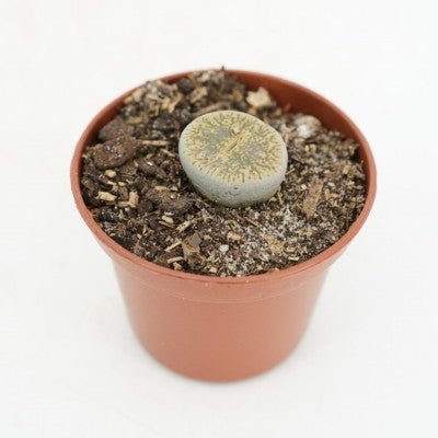 Assorted Lithops - The Plant Lady SF