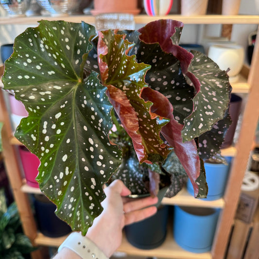 Begonia 'Cracklin' Rosie' - The Plant Lady SF