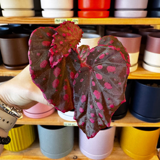 Begonia (darthvaderiana × malachosticta × negrosensis) - The Plant Lady SF
