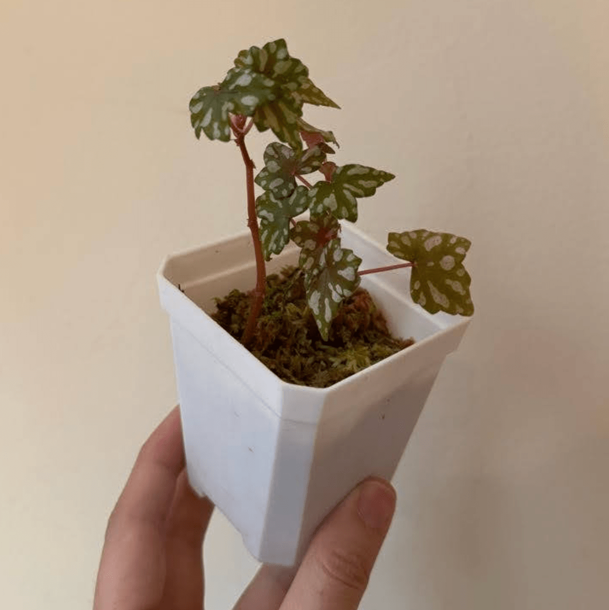 Begonia dregei - The Plant Lady SF