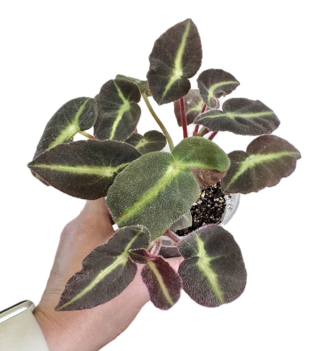 Begonia listada - The Plant Lady SF