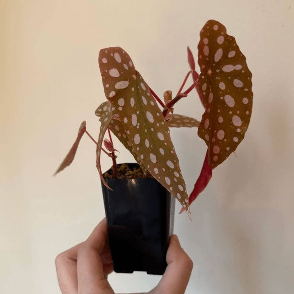 polka dot begonia moss pole Begonia maculata – The Plant Lady SF