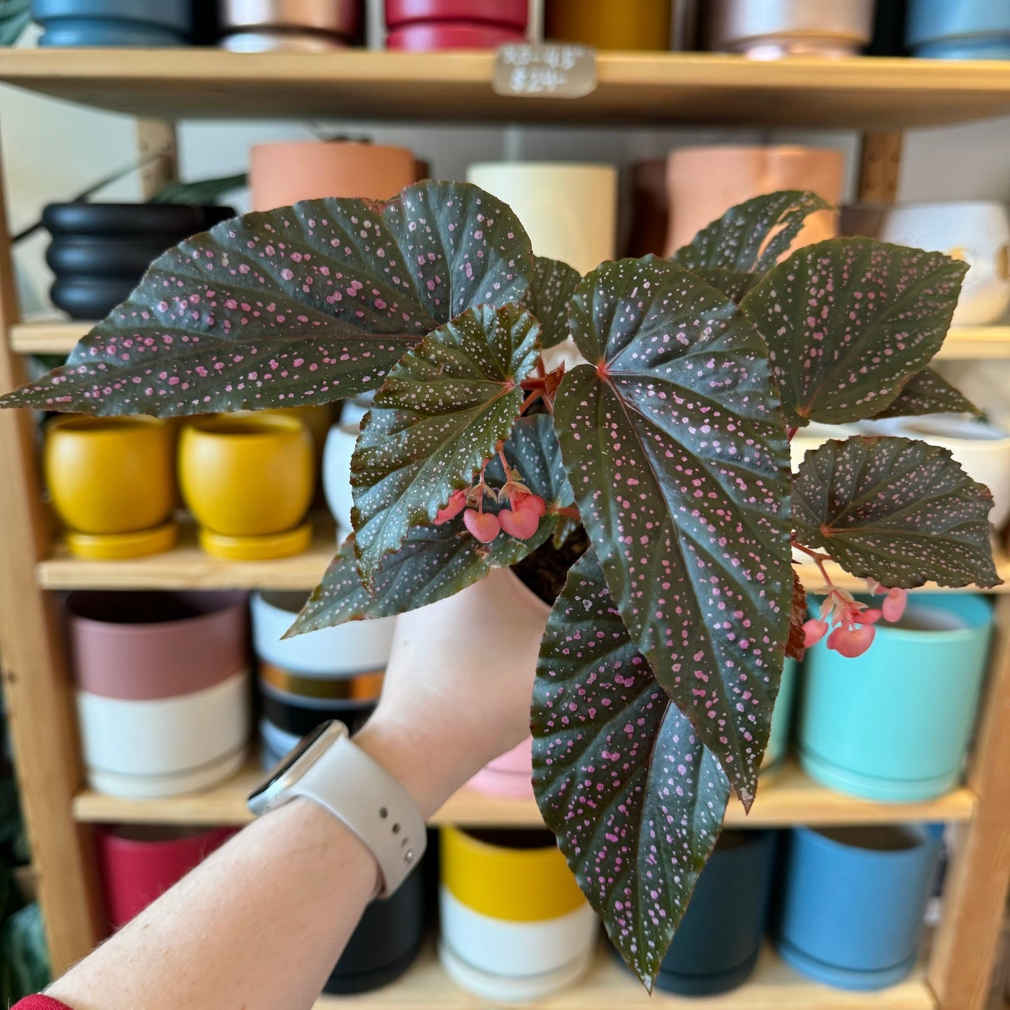 Begonia maculata 'Pink Spot' - The Plant Lady SF