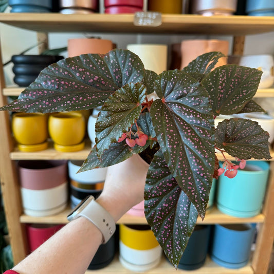 Begonia maculata 'Pink Spot' - The Plant Lady SF