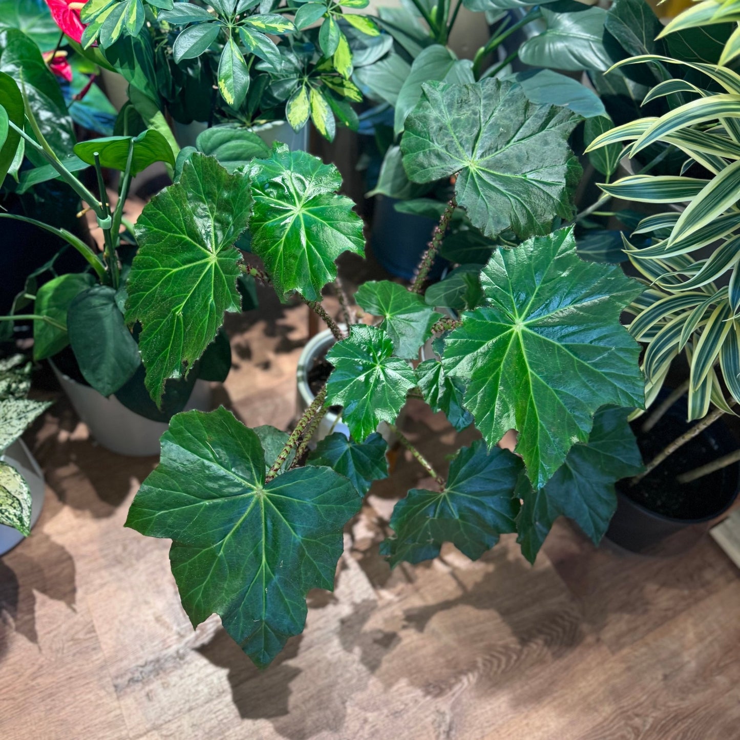 Begonia rincifolia 'Immense' - The Plant Lady SF