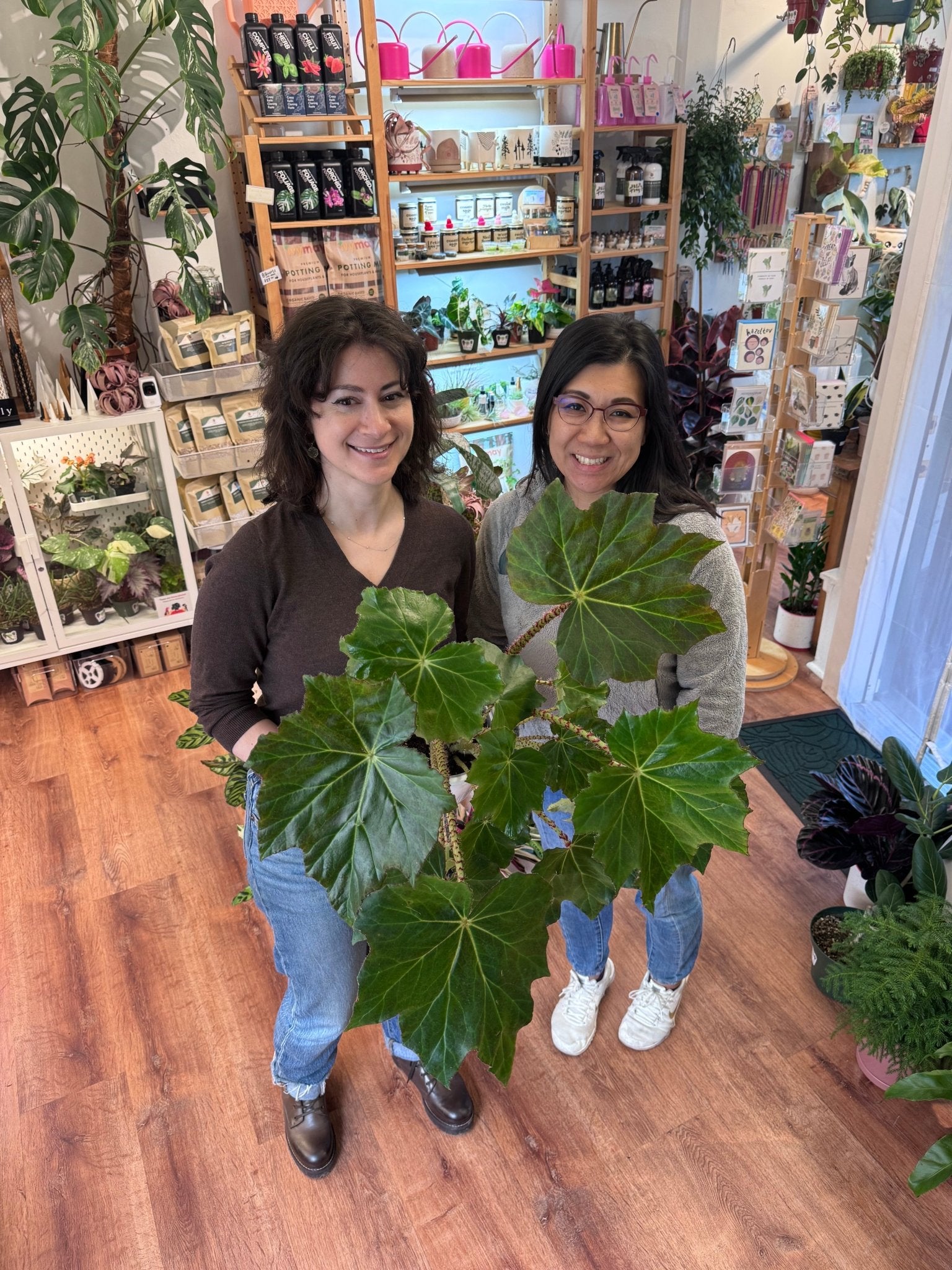 Begonia rincifolia 'Immense' - The Plant Lady SF
