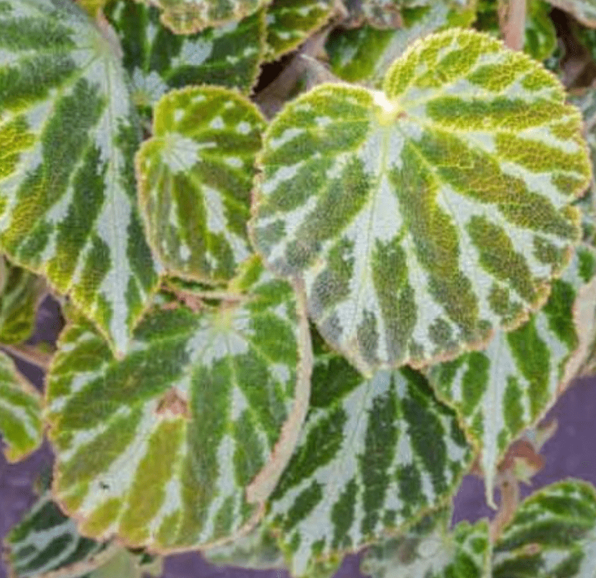 Begonia ‘Silver Jewel’ - The Plant Lady SF