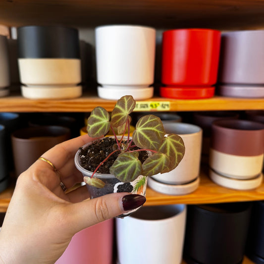 Begonia sp. aceh - The Plant Lady SF