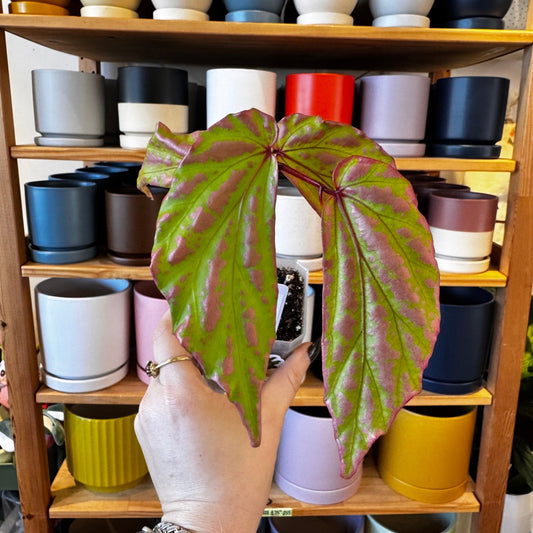 Begonia sp. Crazy Pink - The Plant Lady SF