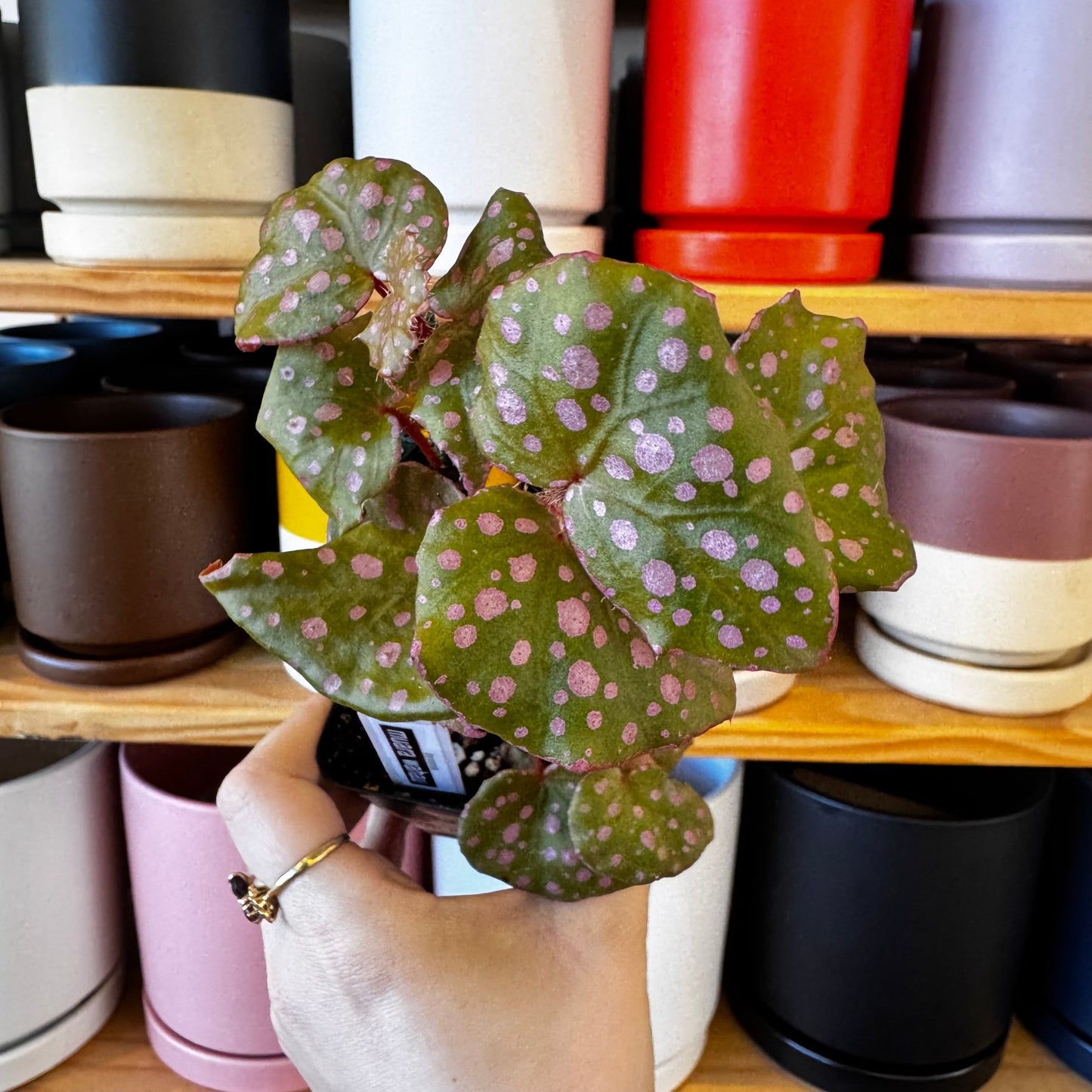 Begonia sp. muara wahau - The Plant Lady SF