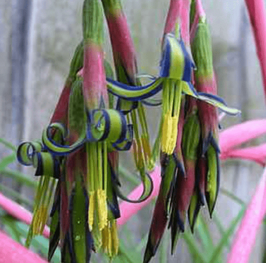 Bilbergia nutans (Queen’s tears) - The Plant Lady SF
