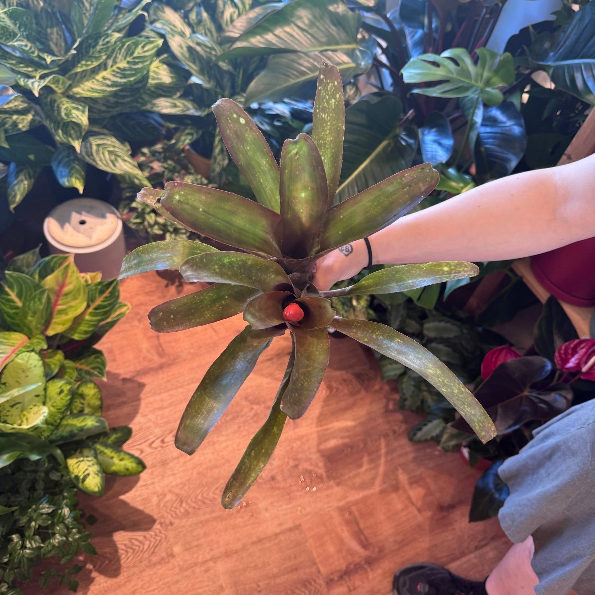 Billbergia cecelia - The Plant Lady SF