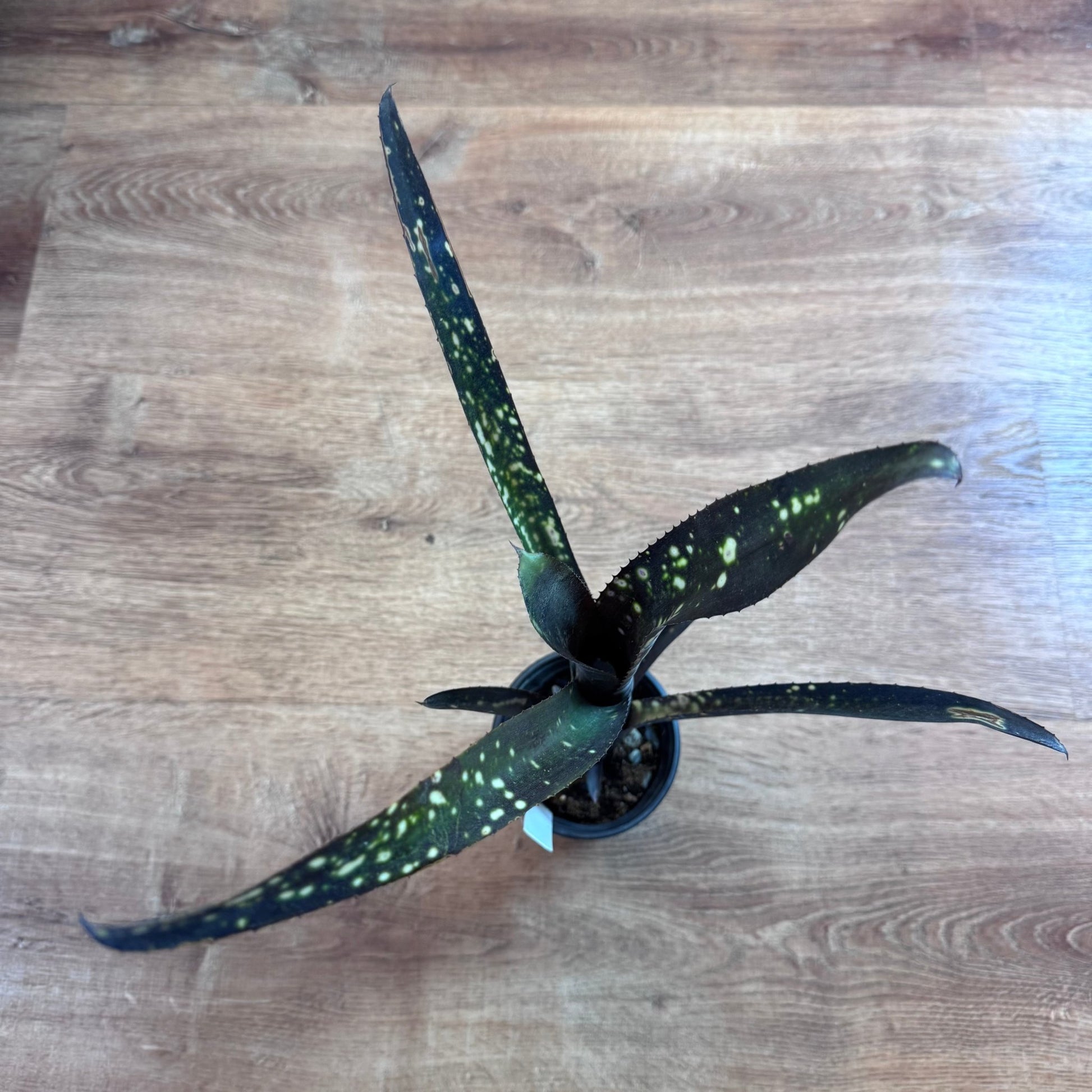 Billbergia 'Darth Vader' - The Plant Lady SF