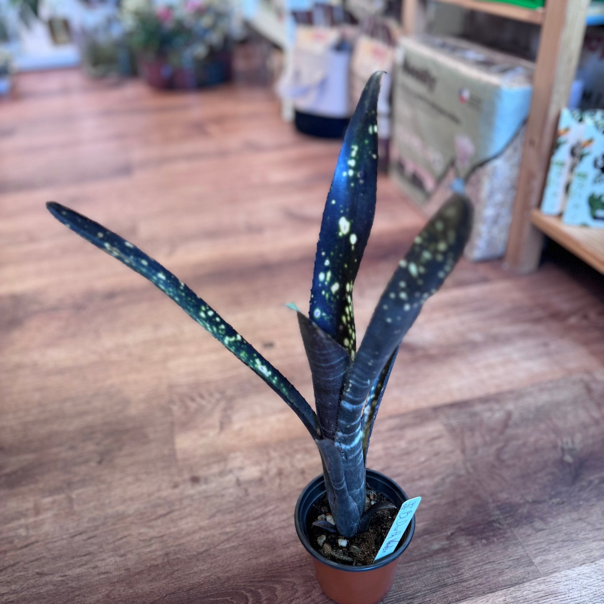 Billbergia 'Darth Vader' – The Plant Lady SF