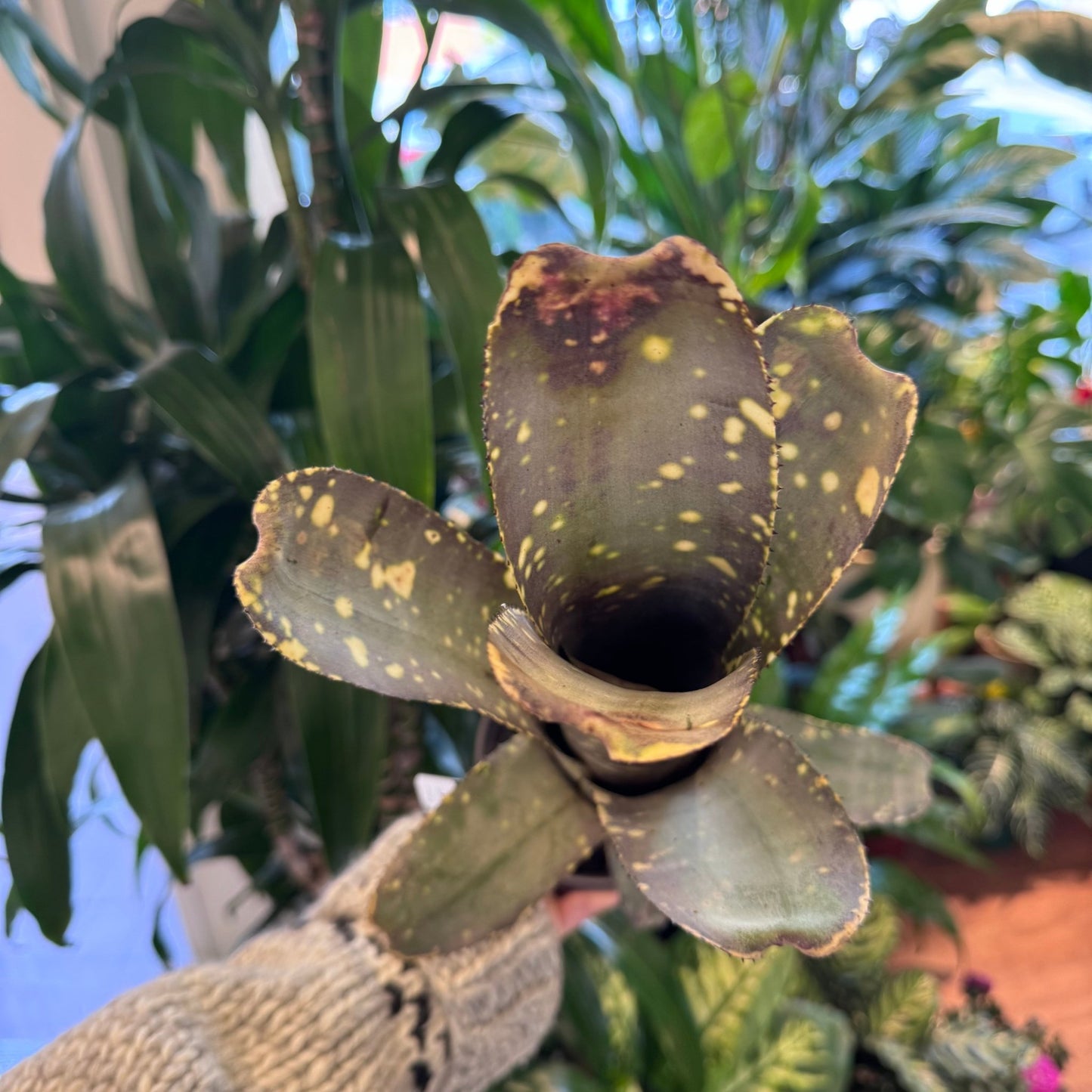 Billbergia 'Obi - Wan' - The Plant Lady SF