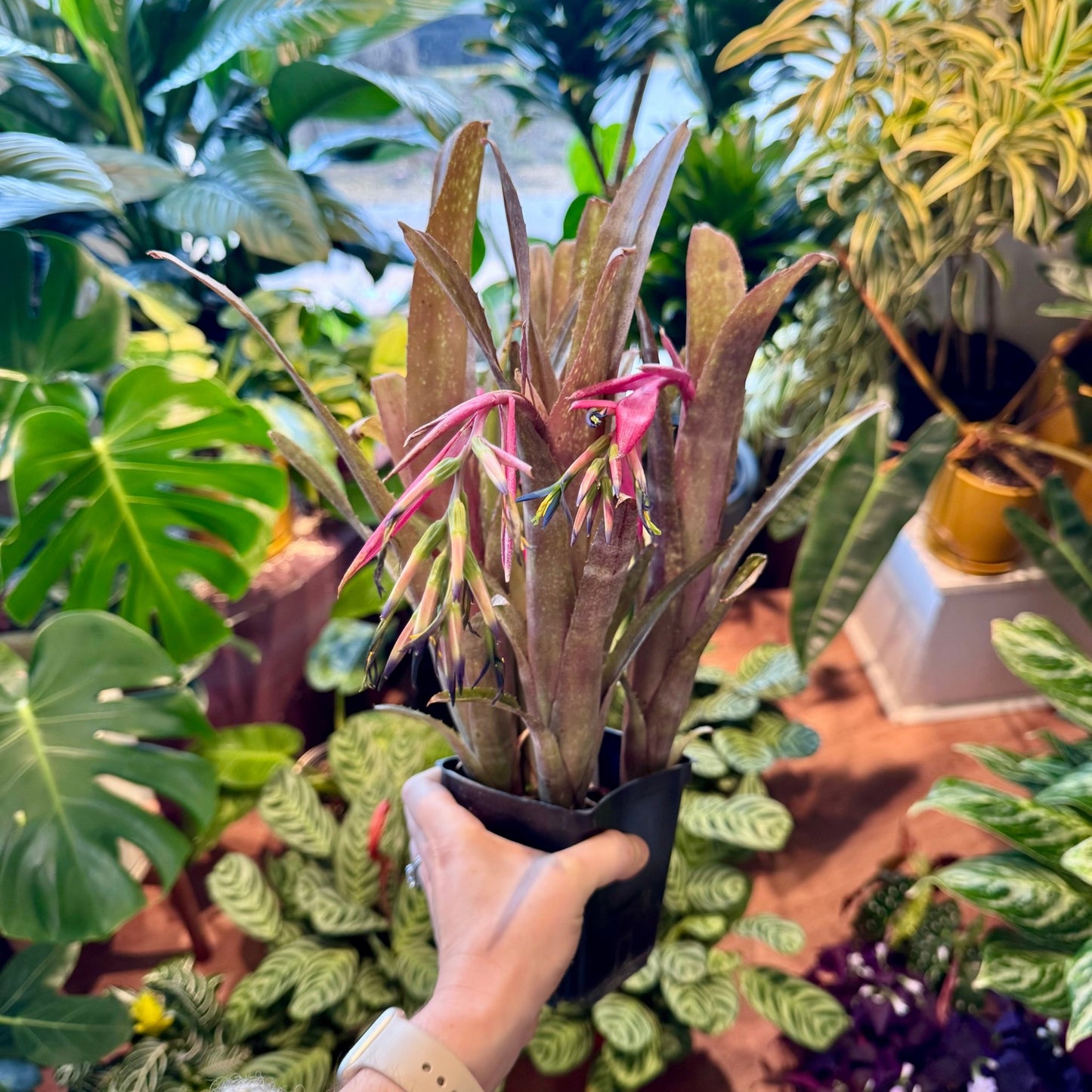 Billbergia winavyartia - The Plant Lady SF