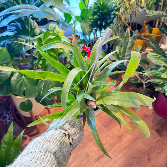 Billbergia x windii - The Plant Lady SF