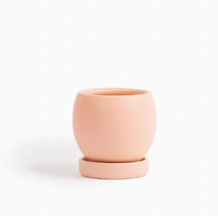 Bolle Momma Pots - 4.5" - The Plant Lady SF
