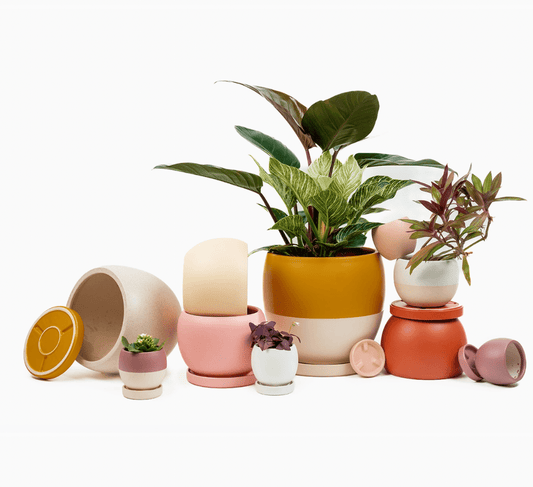 Bolle Momma Pots - 4.5" - The Plant Lady SF