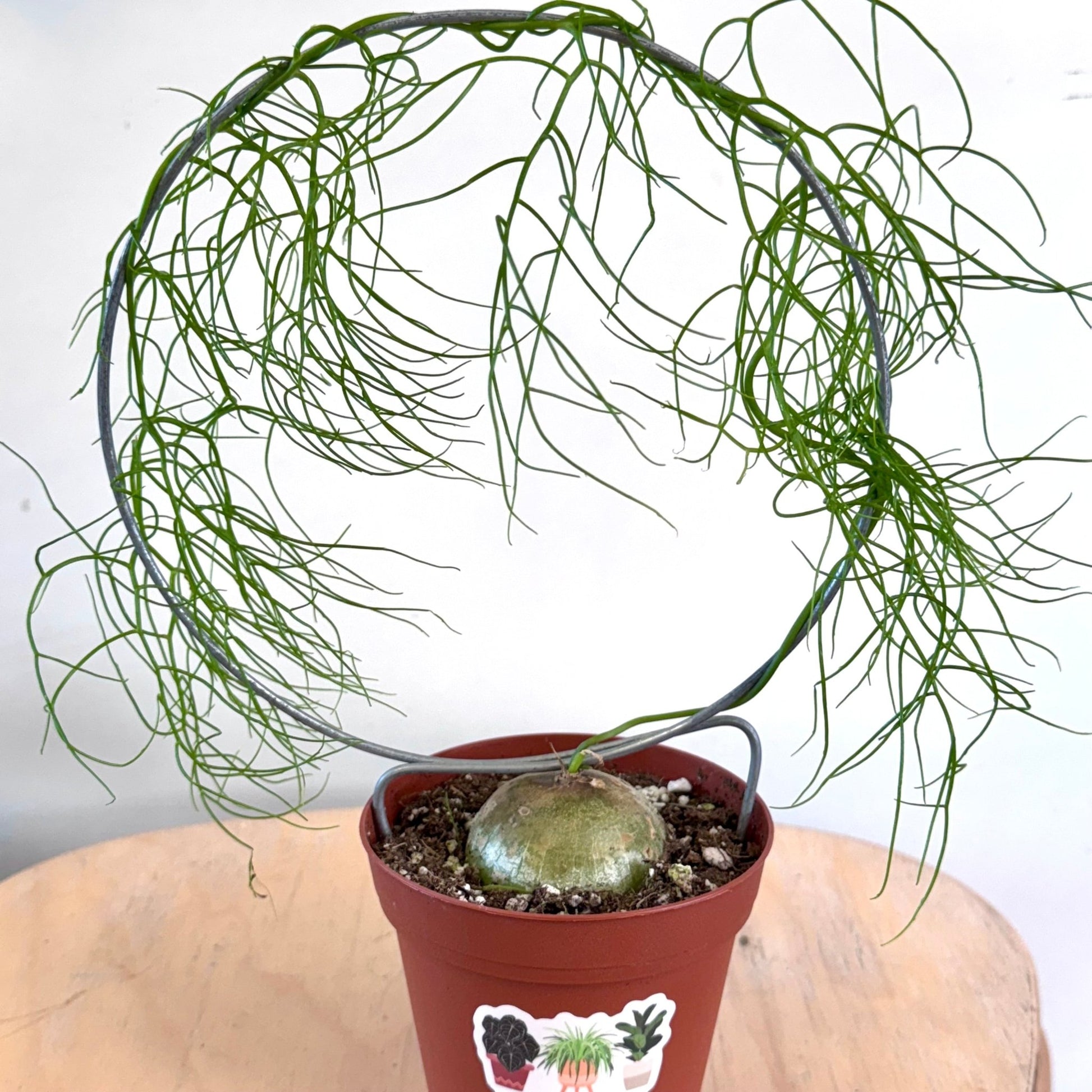 Bowiea volubilis (Climbing Onion Hoop) - The Plant Lady SF