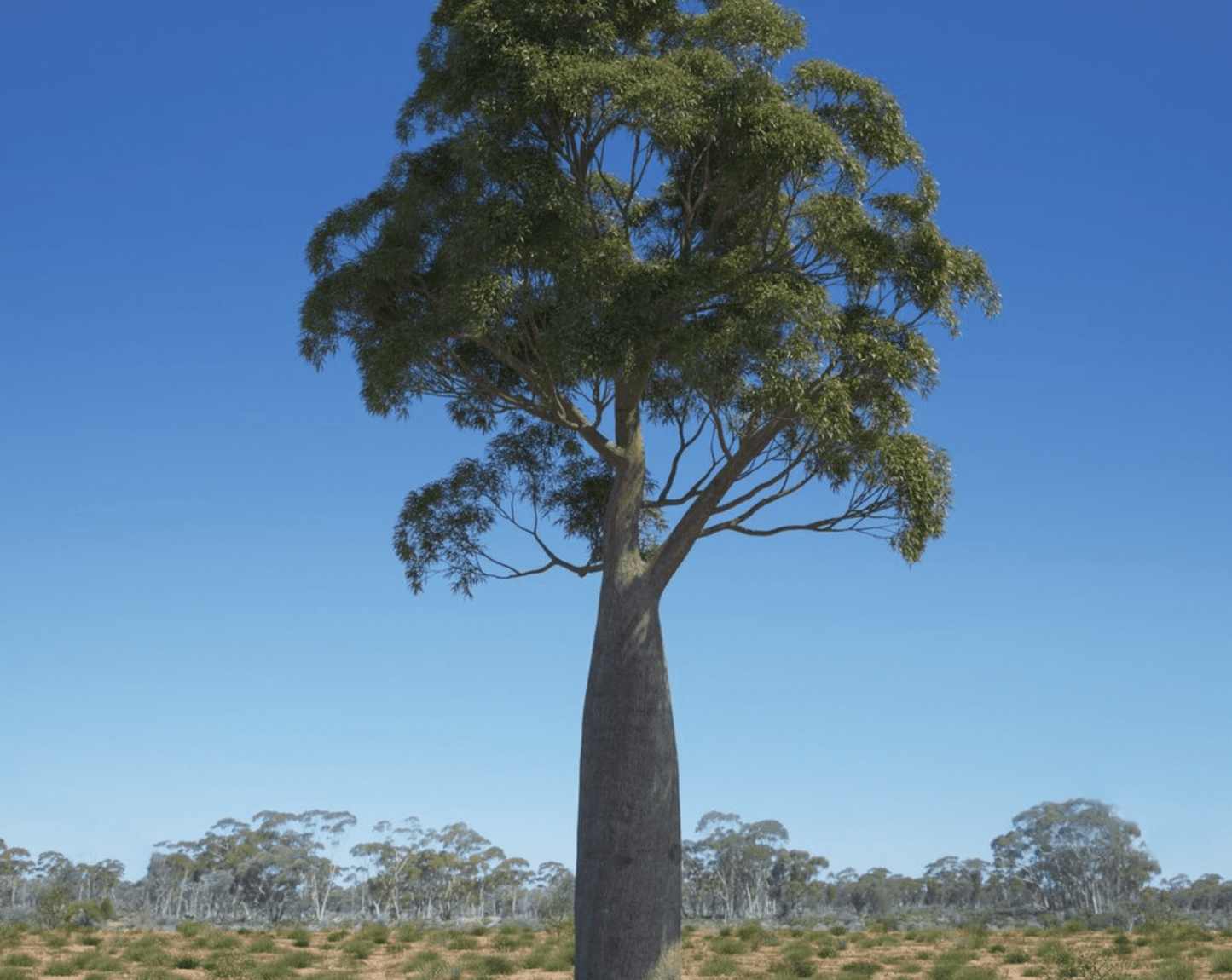 Brachychiton rupestris (Queensland Bottle Tree) - The Plant Lady SF
