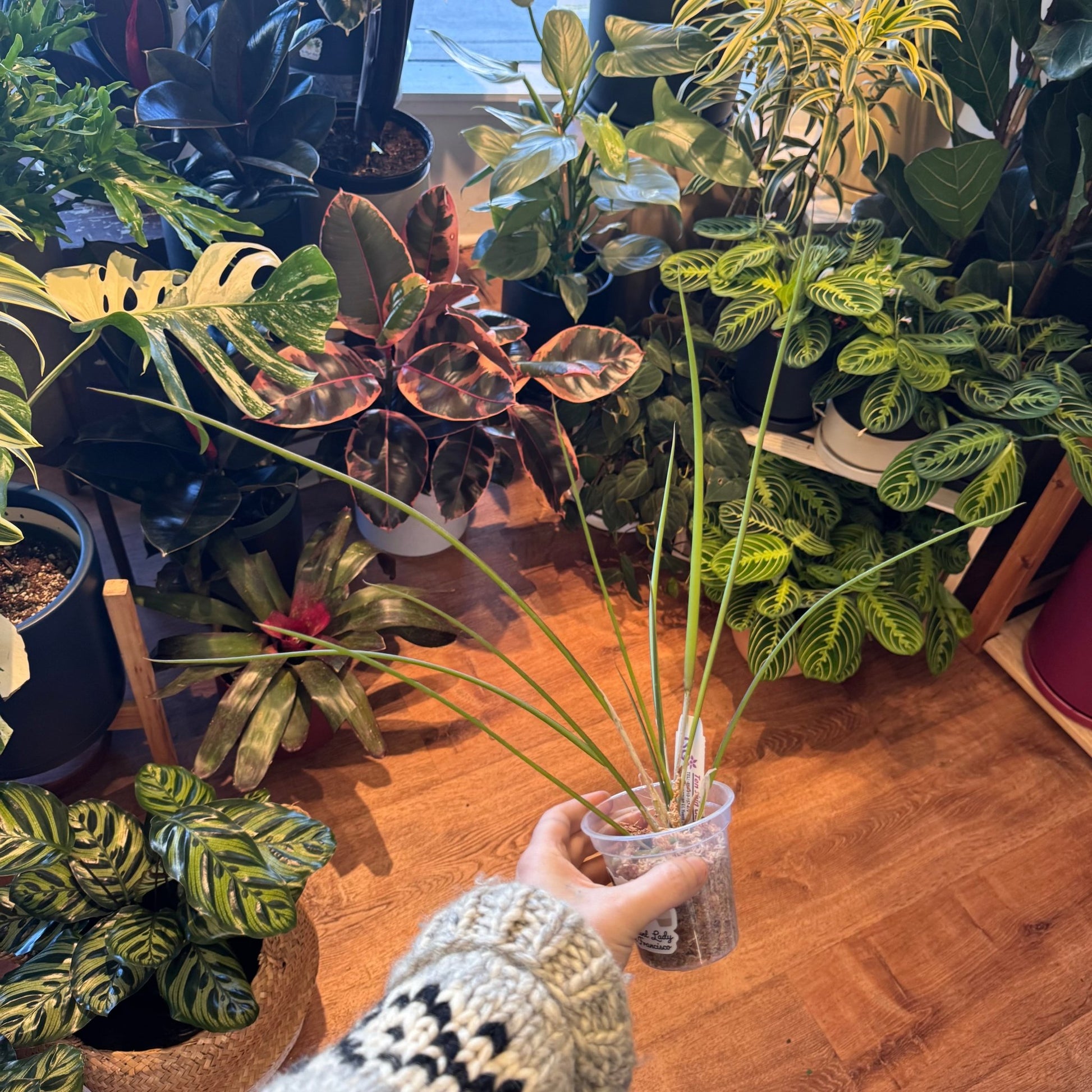 Brassavola appendiculata - The Plant Lady SF