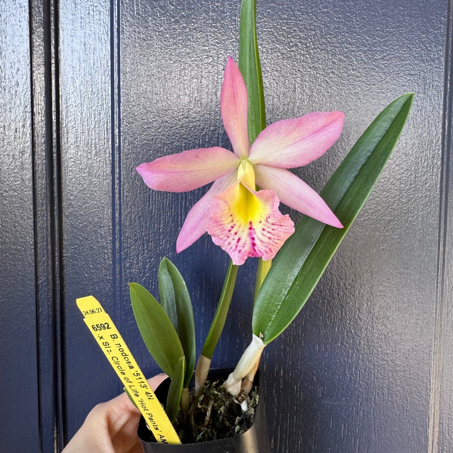 Brassocattleya 'Circle of Life' x Brassavola nodosa - The Plant Lady SF