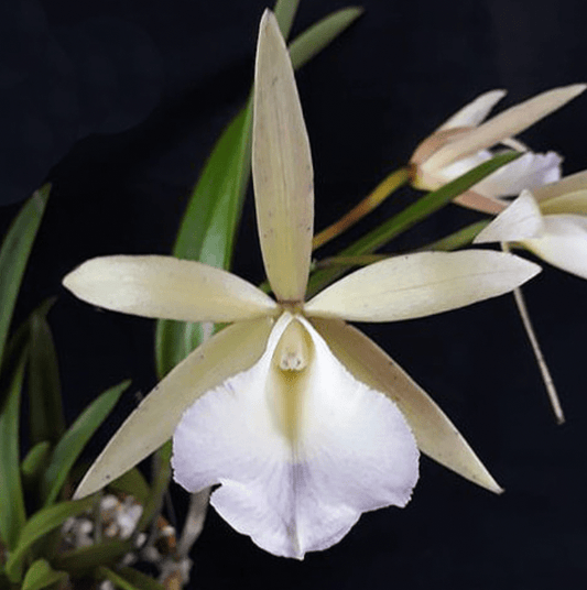 Brassocattleya 'Walter August' - The Plant Lady SF
