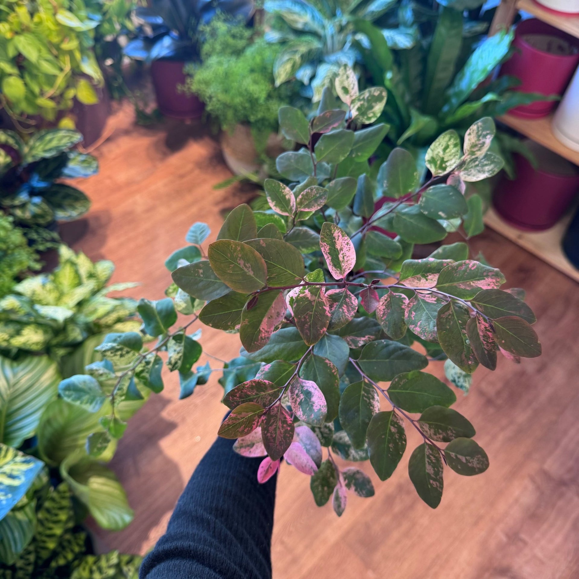 hawaiian snow bush house plant Breynia nivosa (Hawaiian Snow Bush)