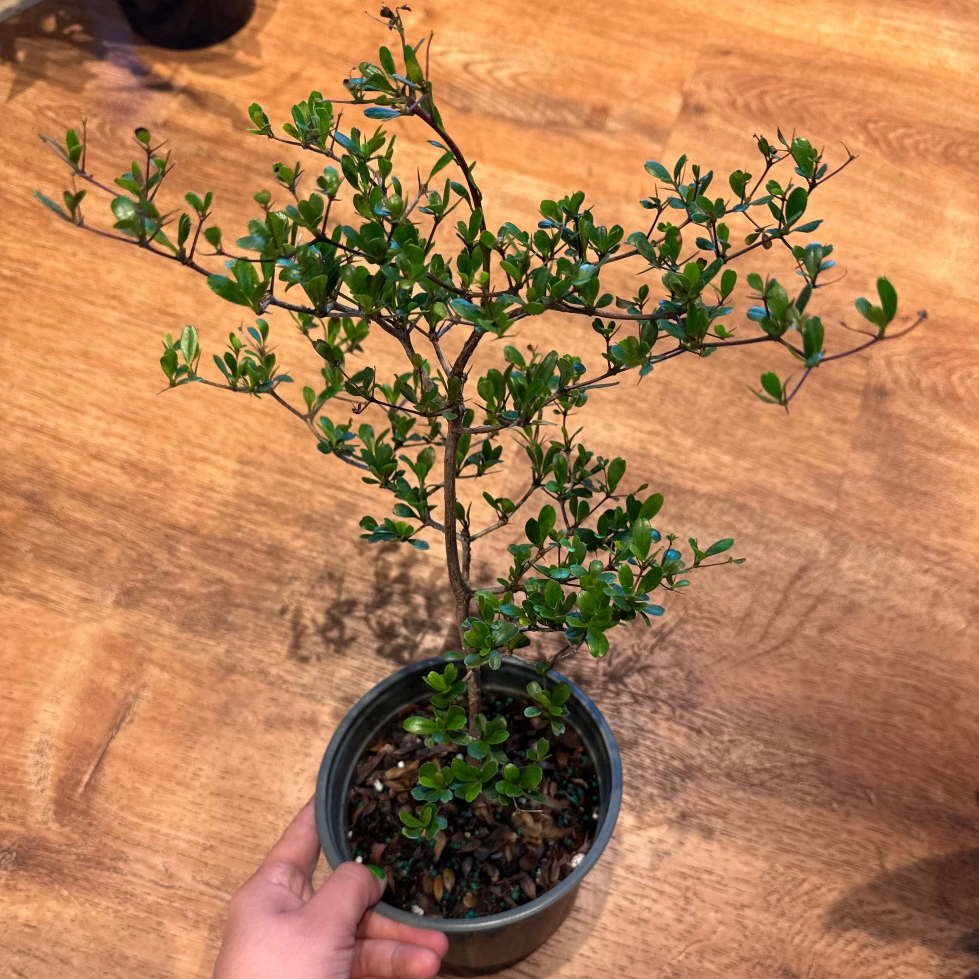 black olive bonsai tree for sale Bucida spinosa (Compact Black Olive Tree)