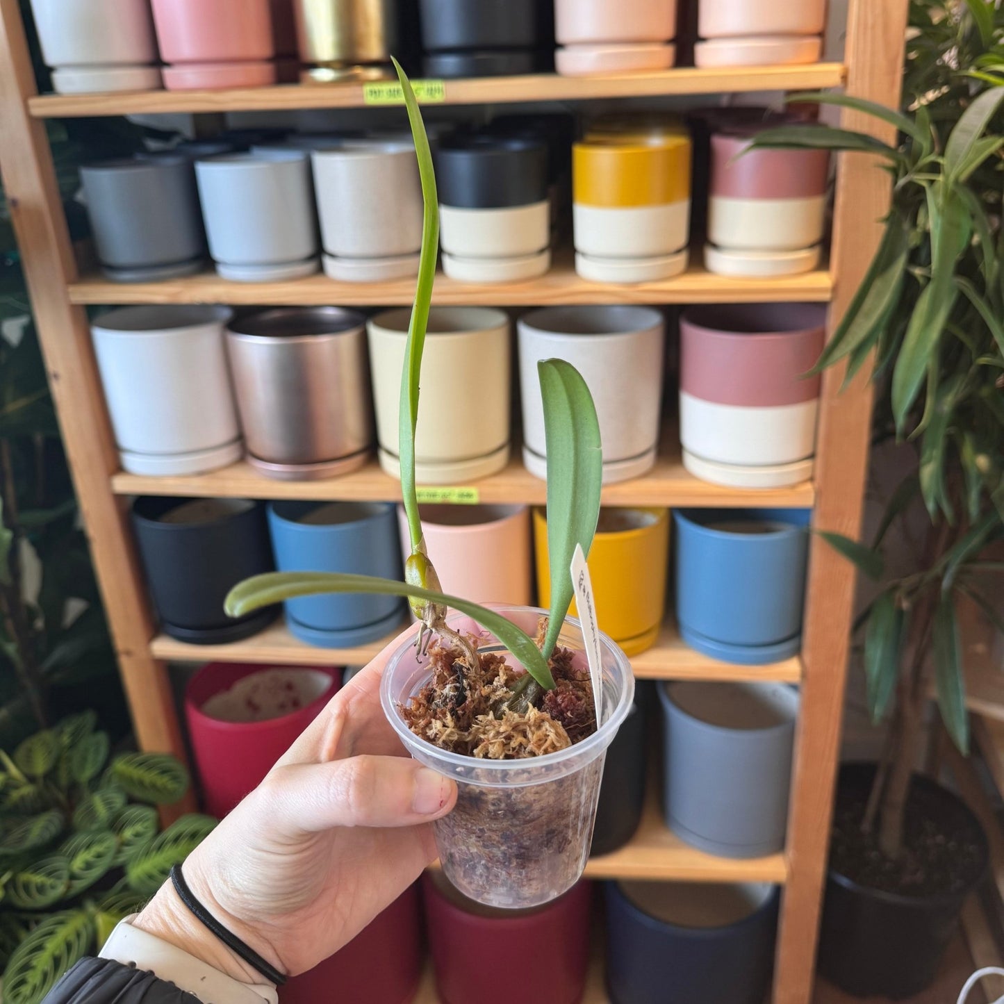 Bulbophyllum medusae - The Plant Lady SF