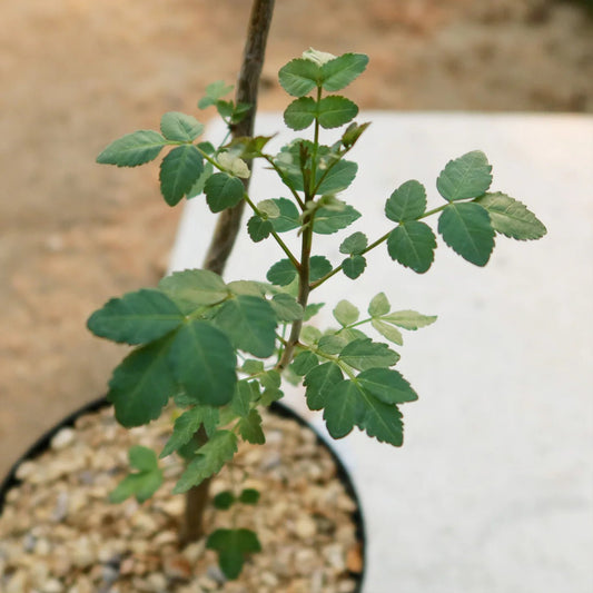 Bursera fagaroides (Fragrant Bursera) - The Plant Lady SF
