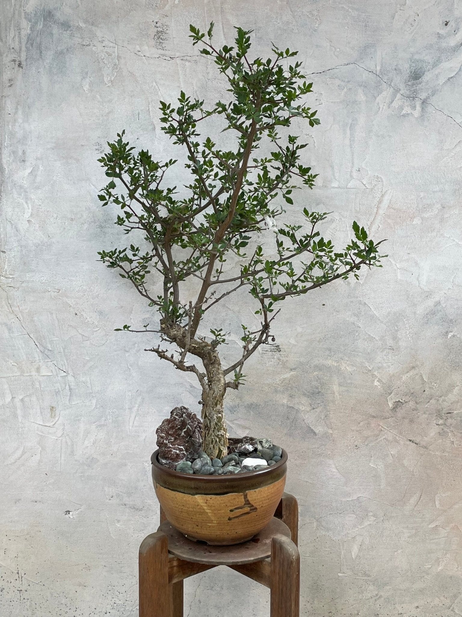fragrant bonsai trees Bursera fagaroides (Fragrant Bursera) – The Plant Lady SF