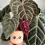 Load image into Gallery viewer, Anthurium Red Crystallinum Plushie by Blushiez
