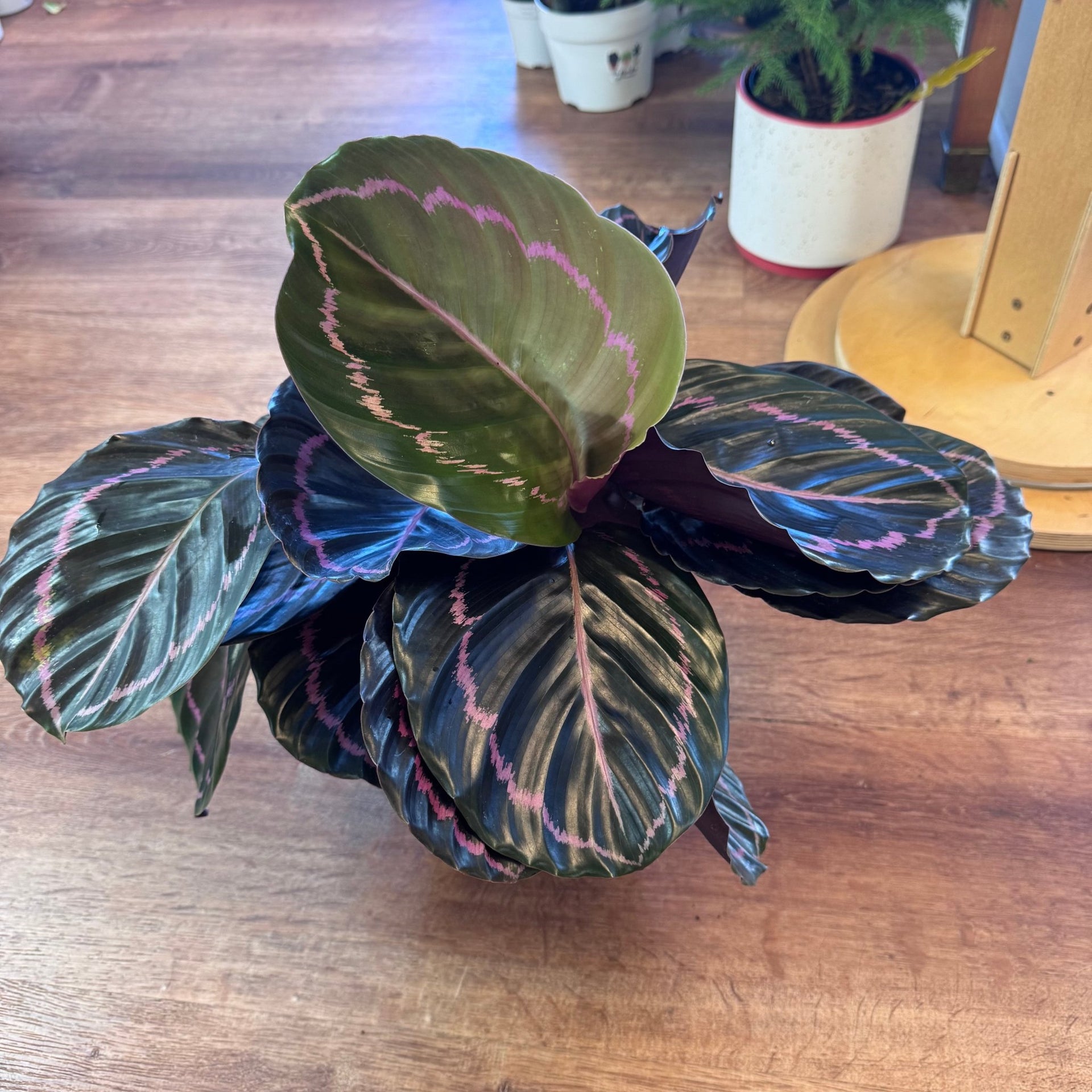 calathea orchidee Calathea 'Dottie' – The Plant Lady SF