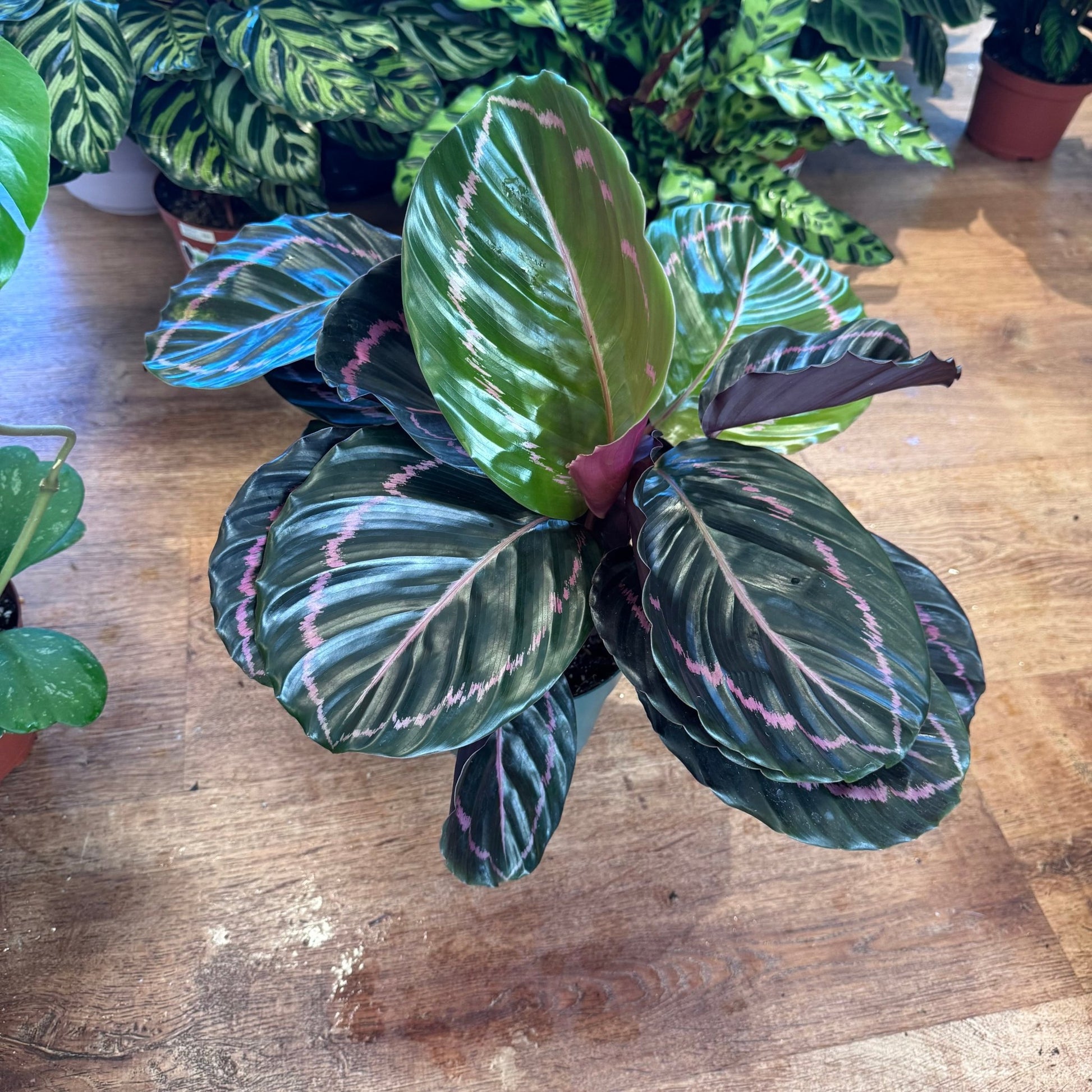calathea dottie prayer plant Calathea 'Dottie' – The Plant Lady SF