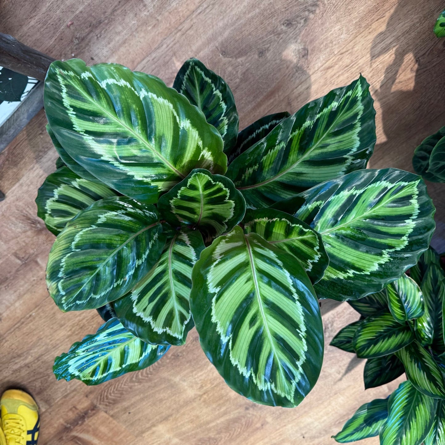 Calathea 'Jungle Cat' - The Plant Lady SF