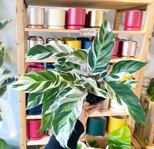 Calathea 'White Fusion' - The Plant Lady SF