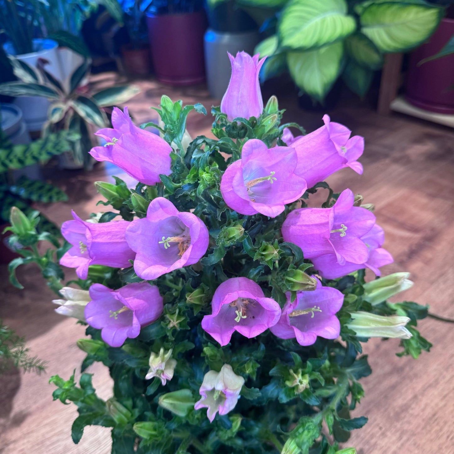 Campanula 'Champion' - The Plant Lady SF