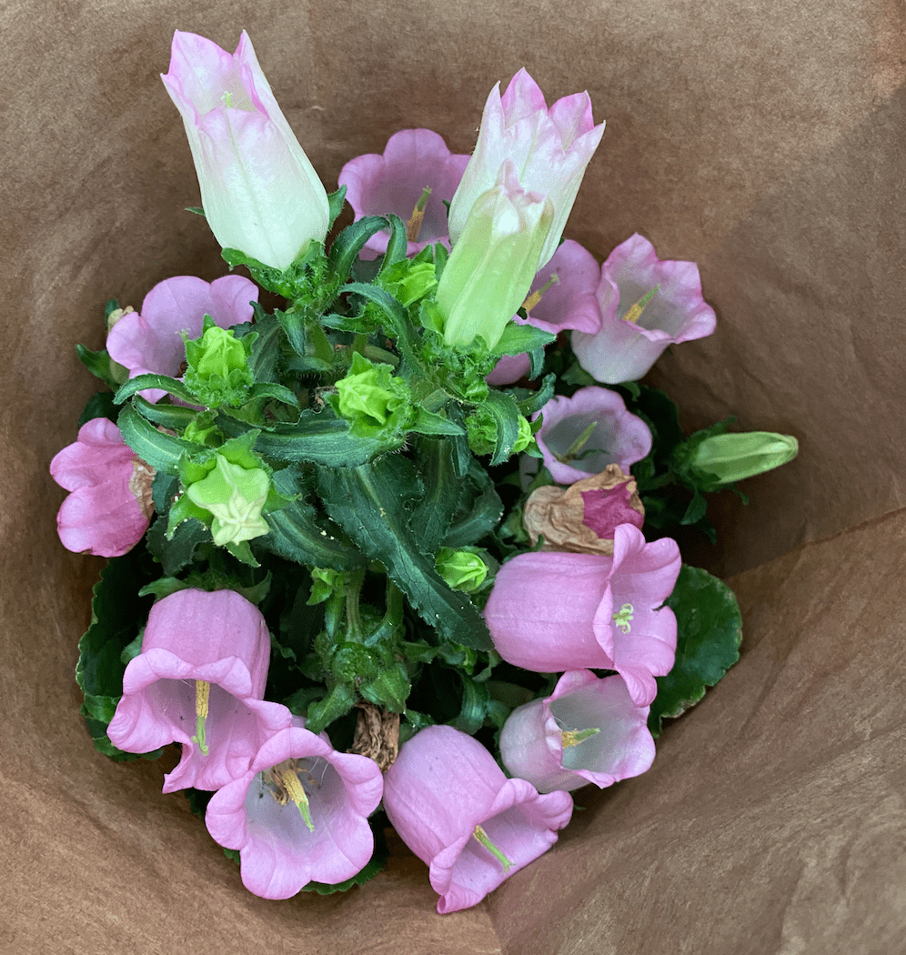 Campanula 'Champion' - The Plant Lady SF