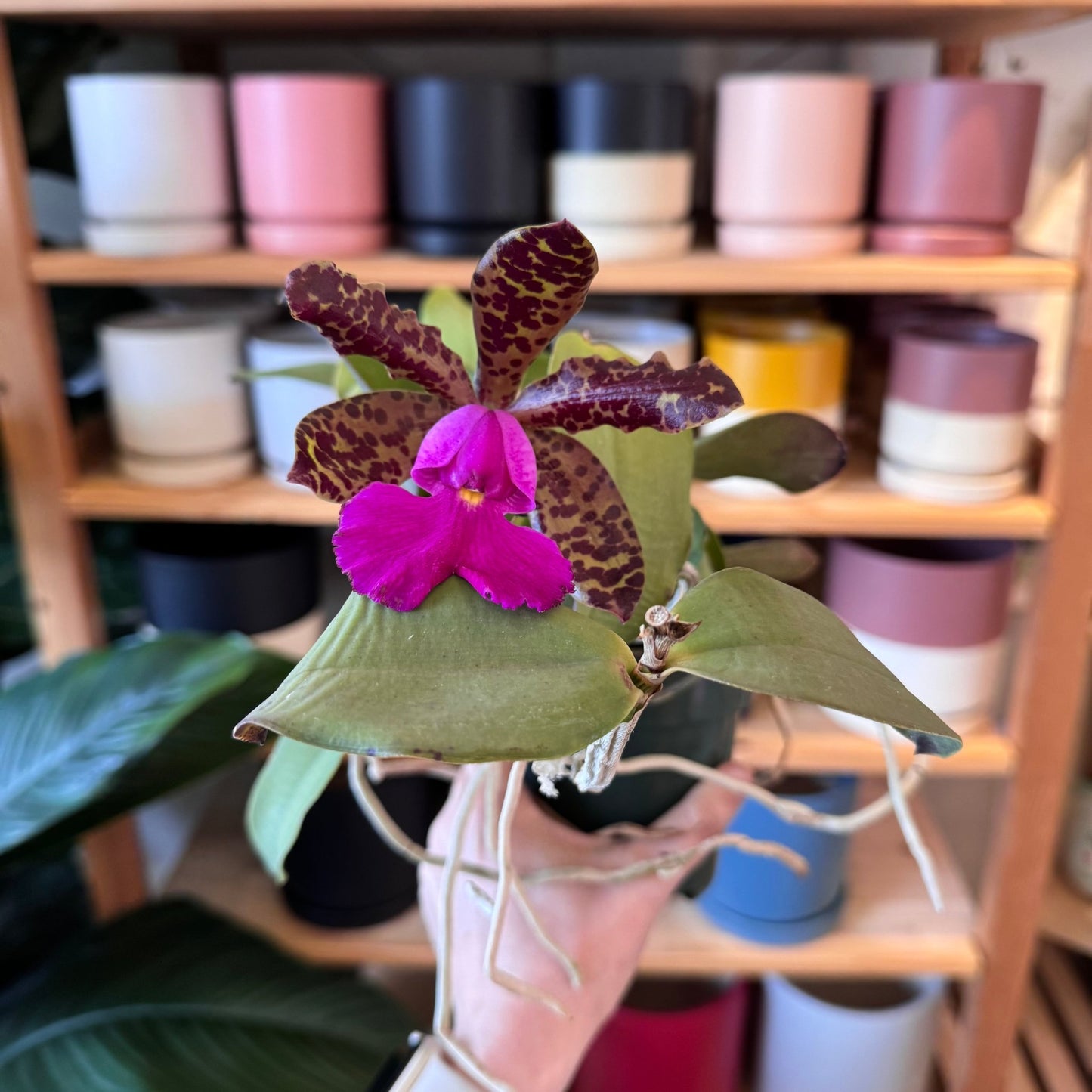 Cattleya Peckhaviensis - The Plant Lady SF