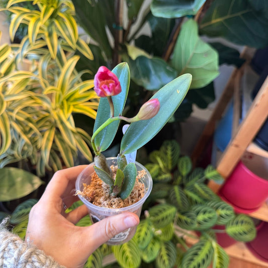 Cattlianthe Chief Berry - The Plant Lady SF