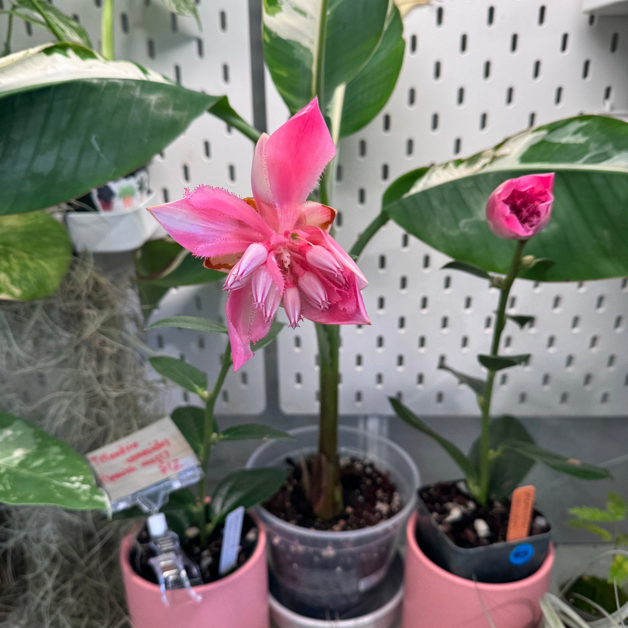 Cavendishia adenophora – The Plant Lady SF