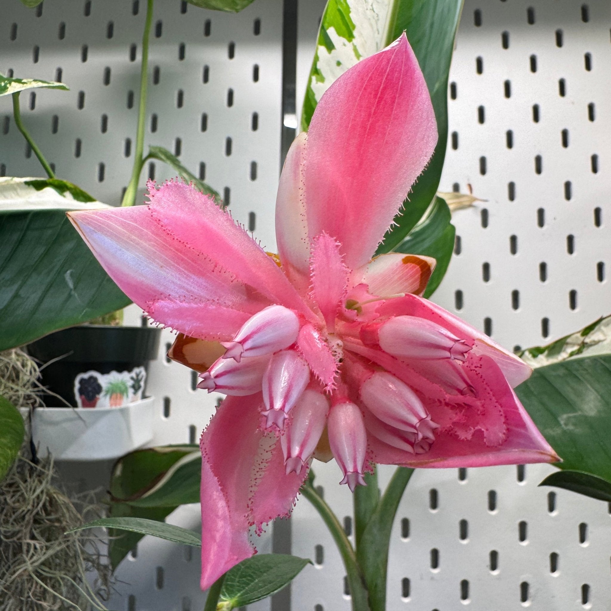 Cavendishia adenophora – The Plant Lady SF