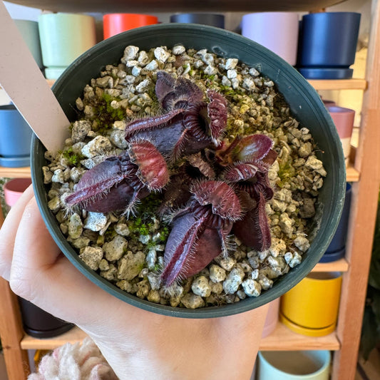Cephalotus follicularis - The Plant Lady SF