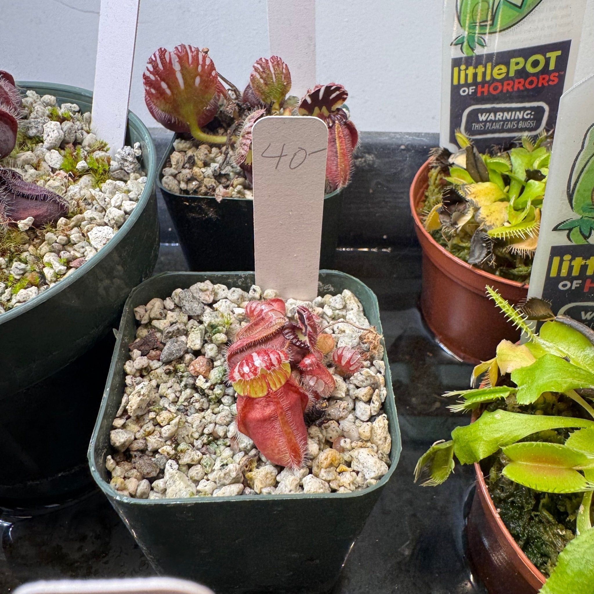 Cephalotus follicularis – The Plant Lady SF